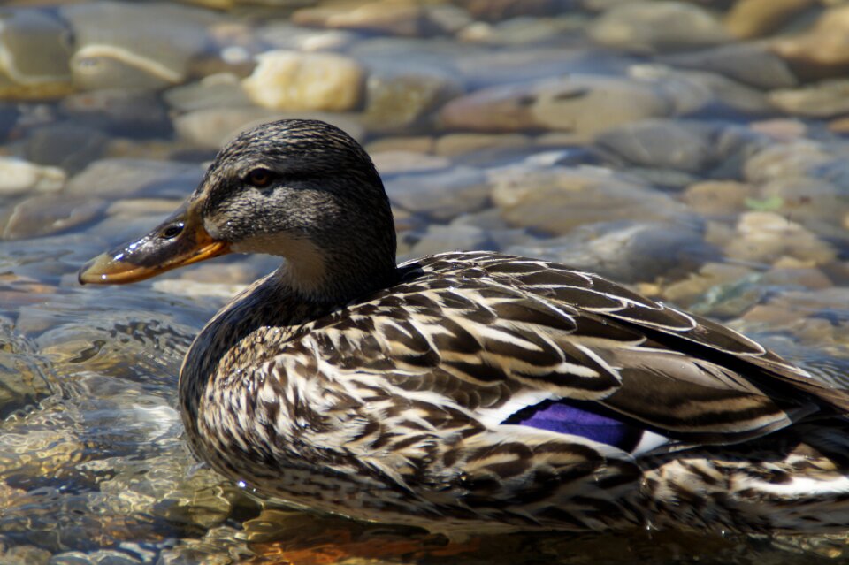 Duck bird water bird aquatic animal