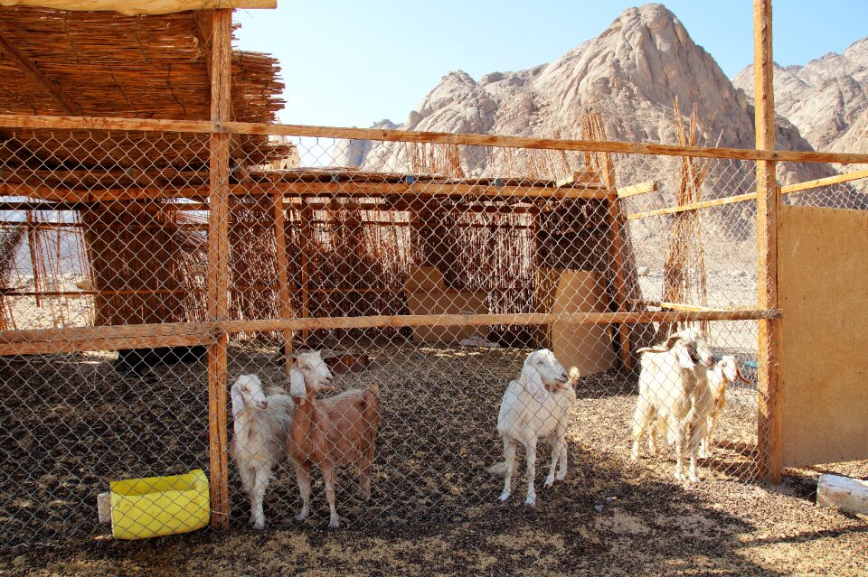 Goats pet bedouin village