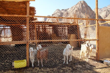 Goats pet bedouin village photo
