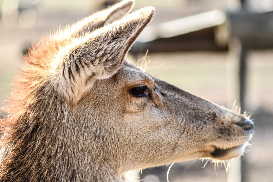 Female animal mammal