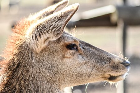 Female animal mammal