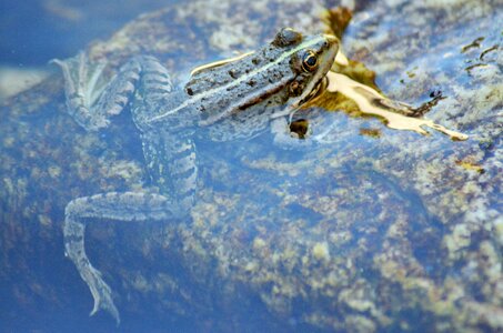 Water nature animal