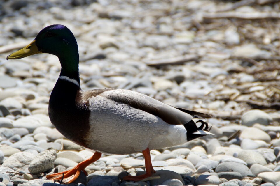 Duck bird water bird aquatic animal