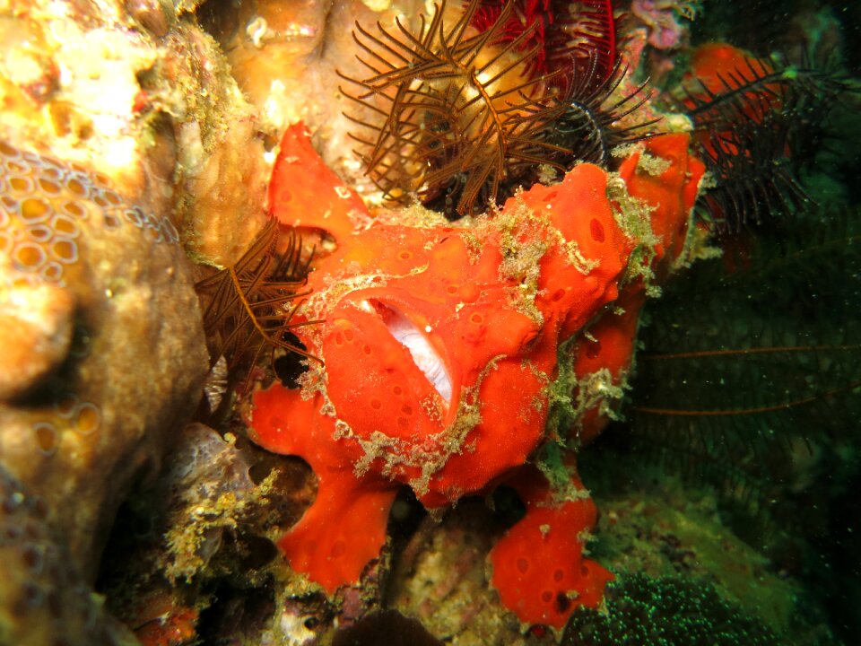 Diving macro malapascua photo