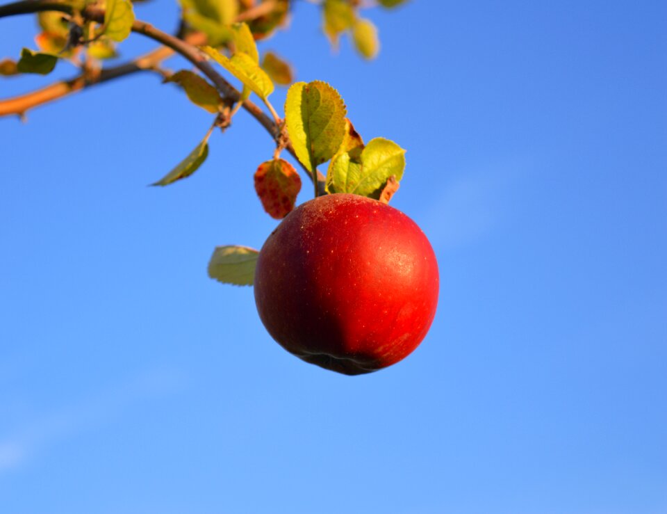 Fruit ripe branch
