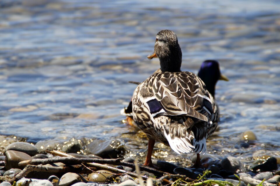 Duck bird water bird pair