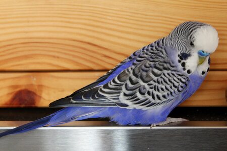 Budgerigar pet plumage photo