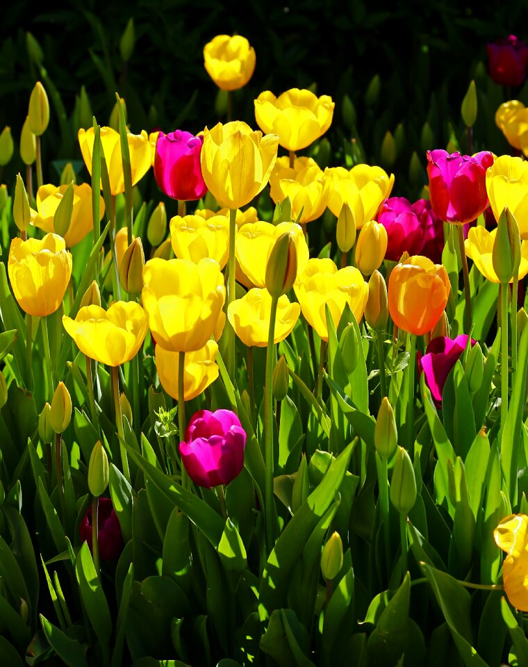 Purple environmental flowers