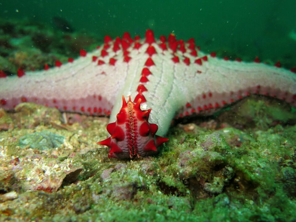 Marine animals blue photo