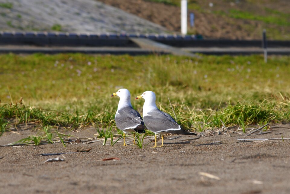 Seabird sea gull seagull