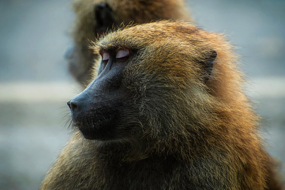 Wildlife macro closeup