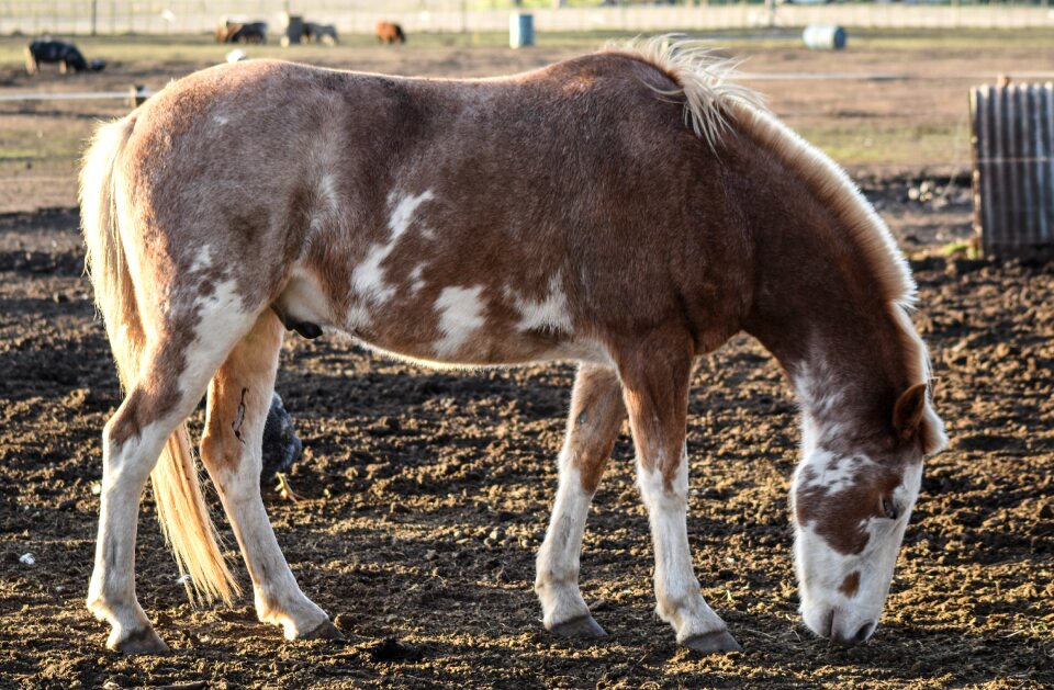 Animal four legged eating
