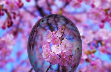 Cherry blossom blossom bloom