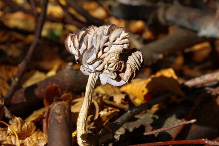 Unfit for human consumption food nature