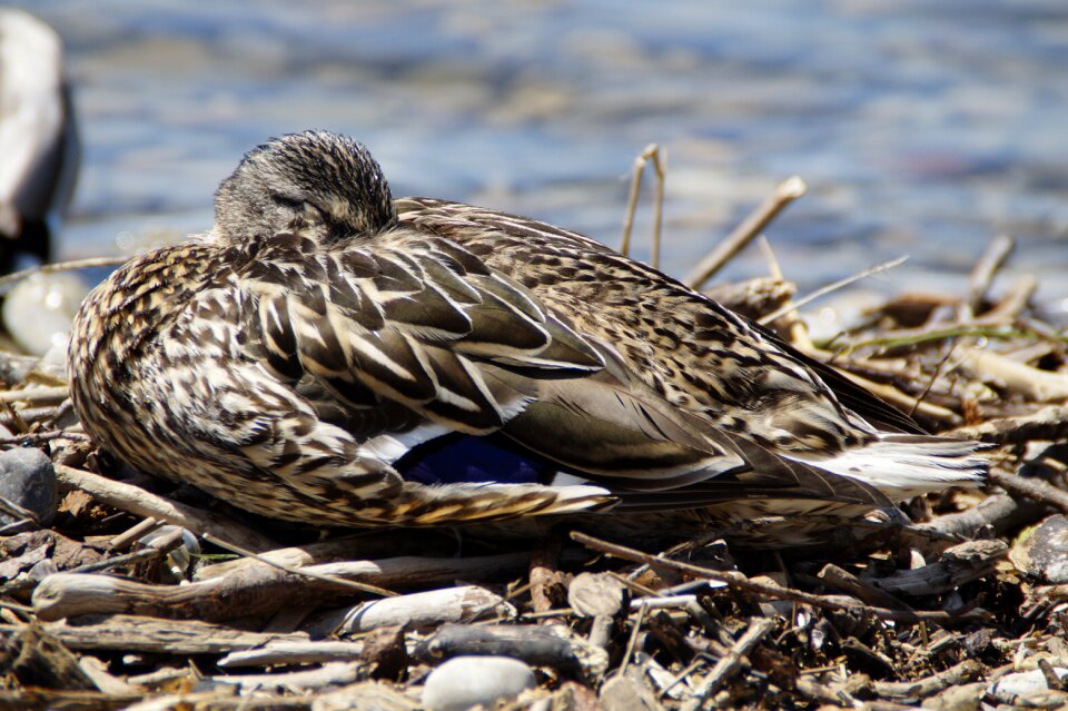 Mallard duck bird water bird