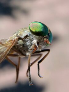 Tabanid insect eye sting