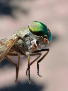 Tabanid insect eye sting photo