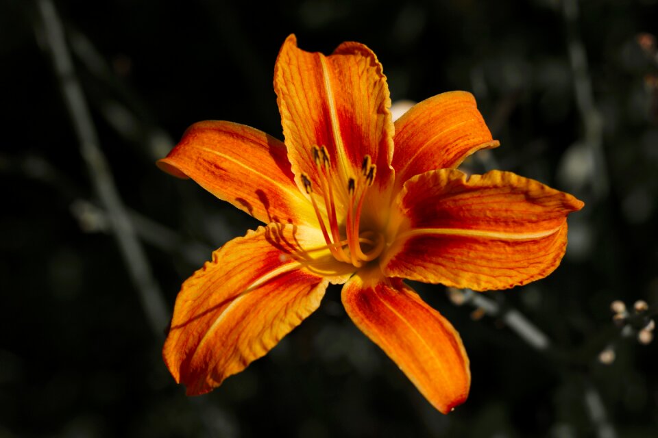 Nature garden plant