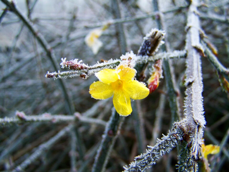 Rime nature blooms at