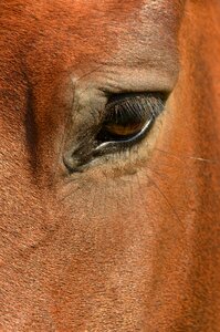 Eye socket eyelash eyelashes photo