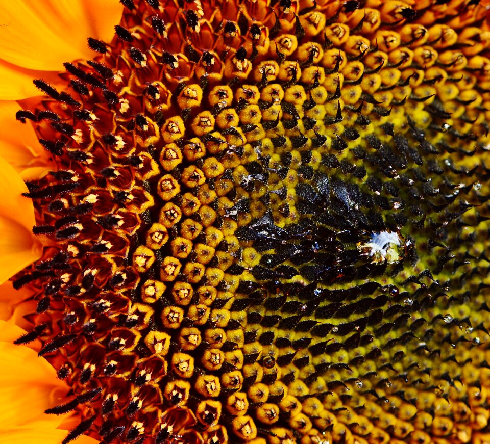 Summer plant flowers