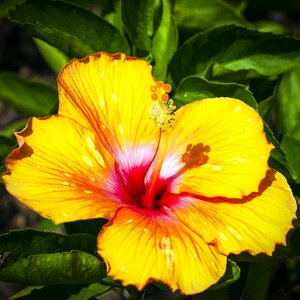 Floral yellow floral tropical flower photo