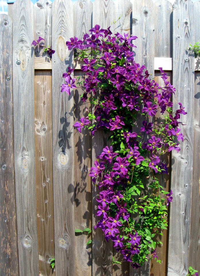 Bloom flower fence photo