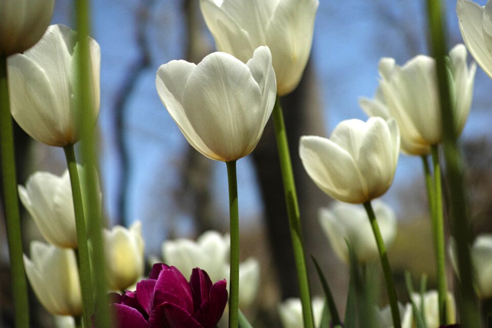 Spring flowers nature