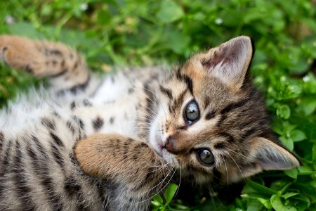 Marking grey bengal