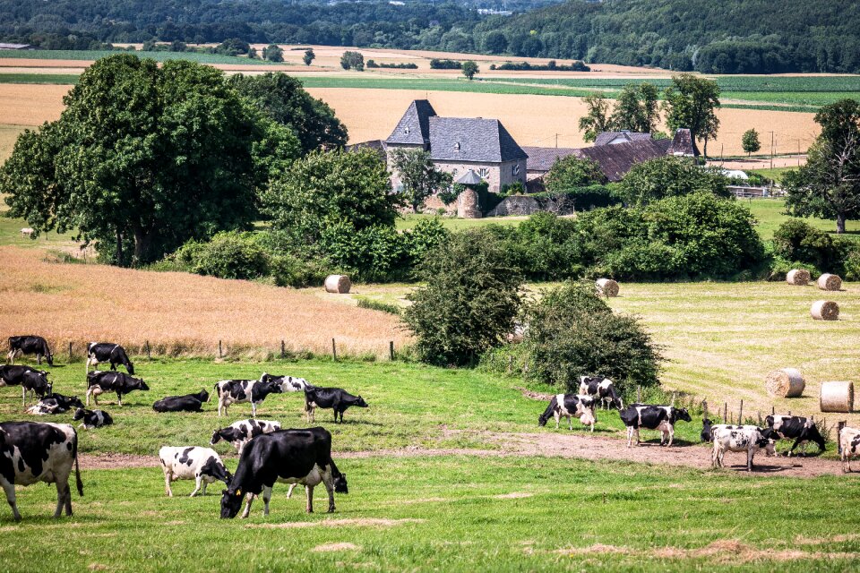 Burg holzheim lowland castle cows