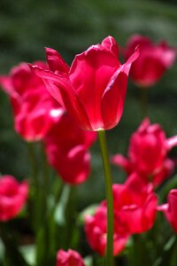 Spring flowers nature