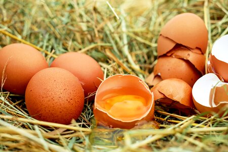 Eggshell egg yolk bio