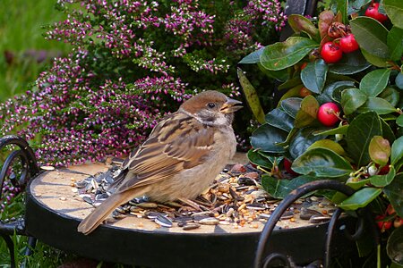 Bird young foraging