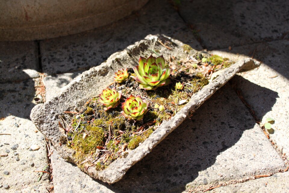 Plant roof sempervivum