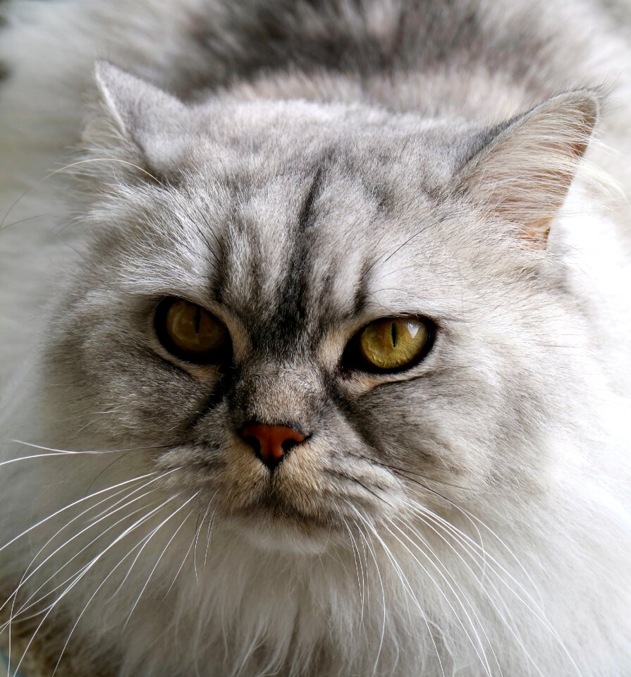 Cat face close up mieze