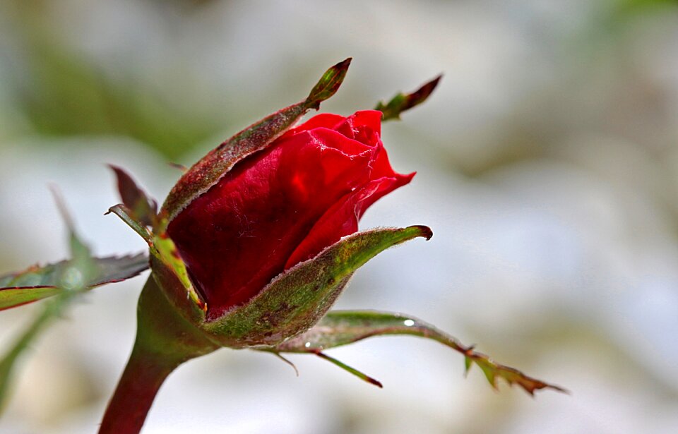 Red rose bloom plant