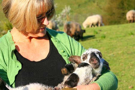 Lamb new farming