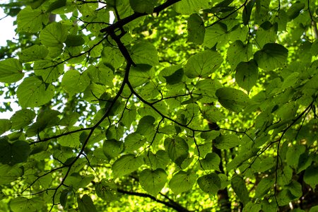 Foliage deciduous tree green