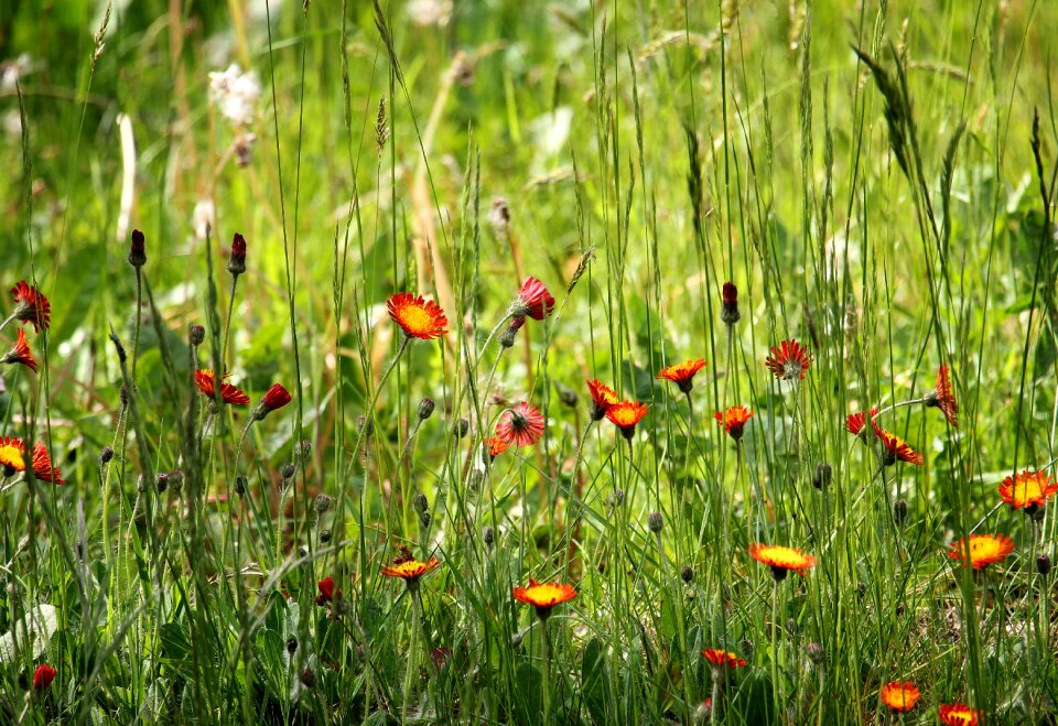 Grasses flowers meadow photo