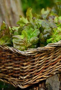 Fresh healthy lettuce