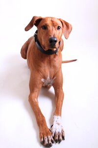 Dog breed pet animal