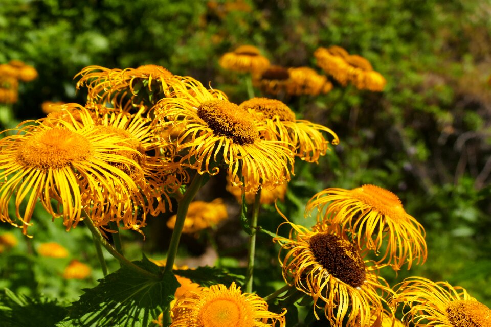 Yellow flower blossom bloom