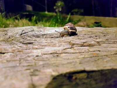 Hermaphrodites molluscs snails