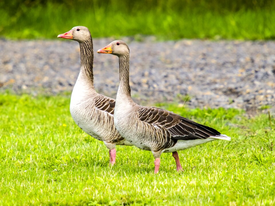 Bird nature animal