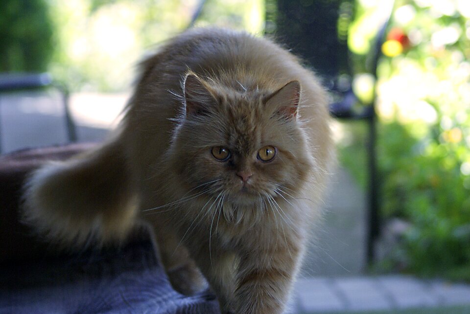 Eyes domestic cat fur