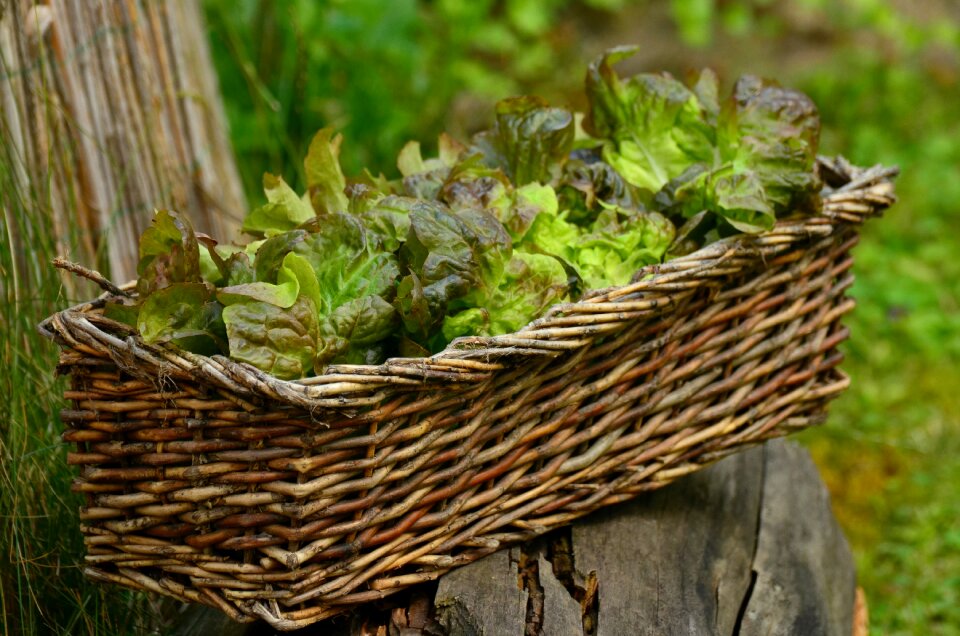 Fresh healthy lettuce