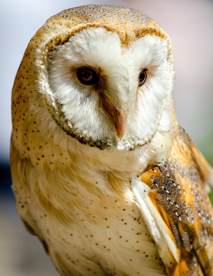 Bird of prey eyes nocturnal