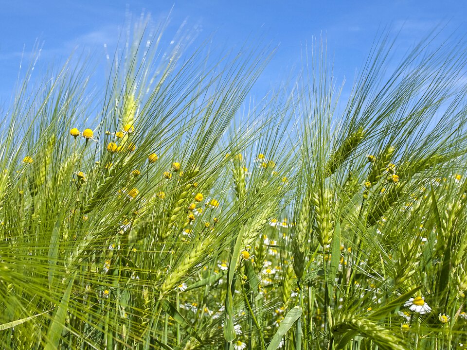 Field plant nature