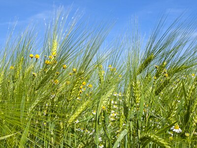 Field plant nature