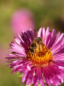 Insects nature macro photo